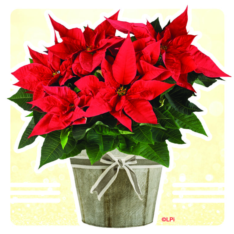 Christmas Poinsettia Sale